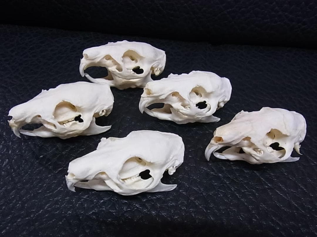 高品質　モルモット 頭骨