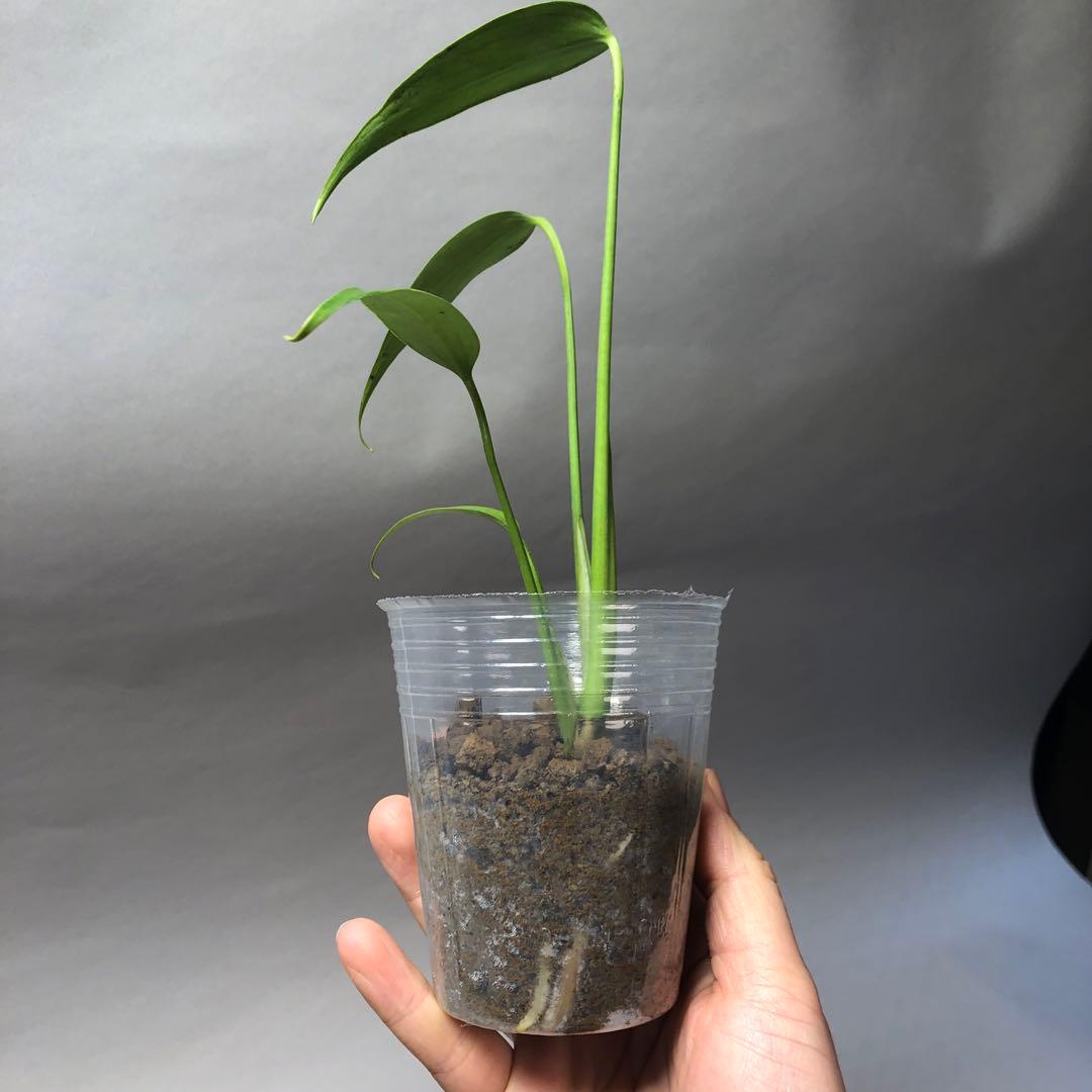 MS59 5株セットモンステラ バールマルクスフレーム