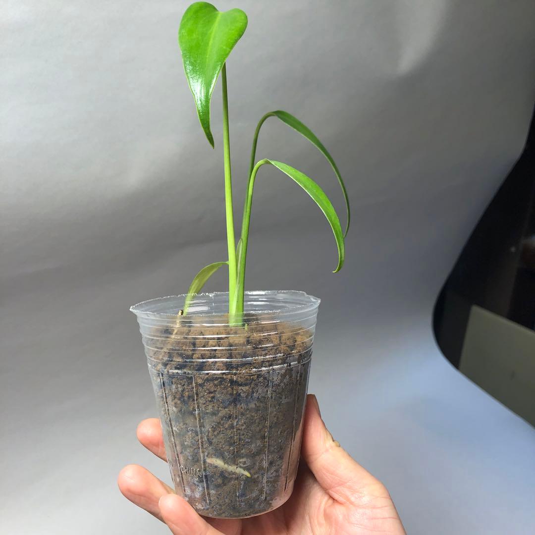 MS59 5株セットモンステラ バールマルクスフレーム