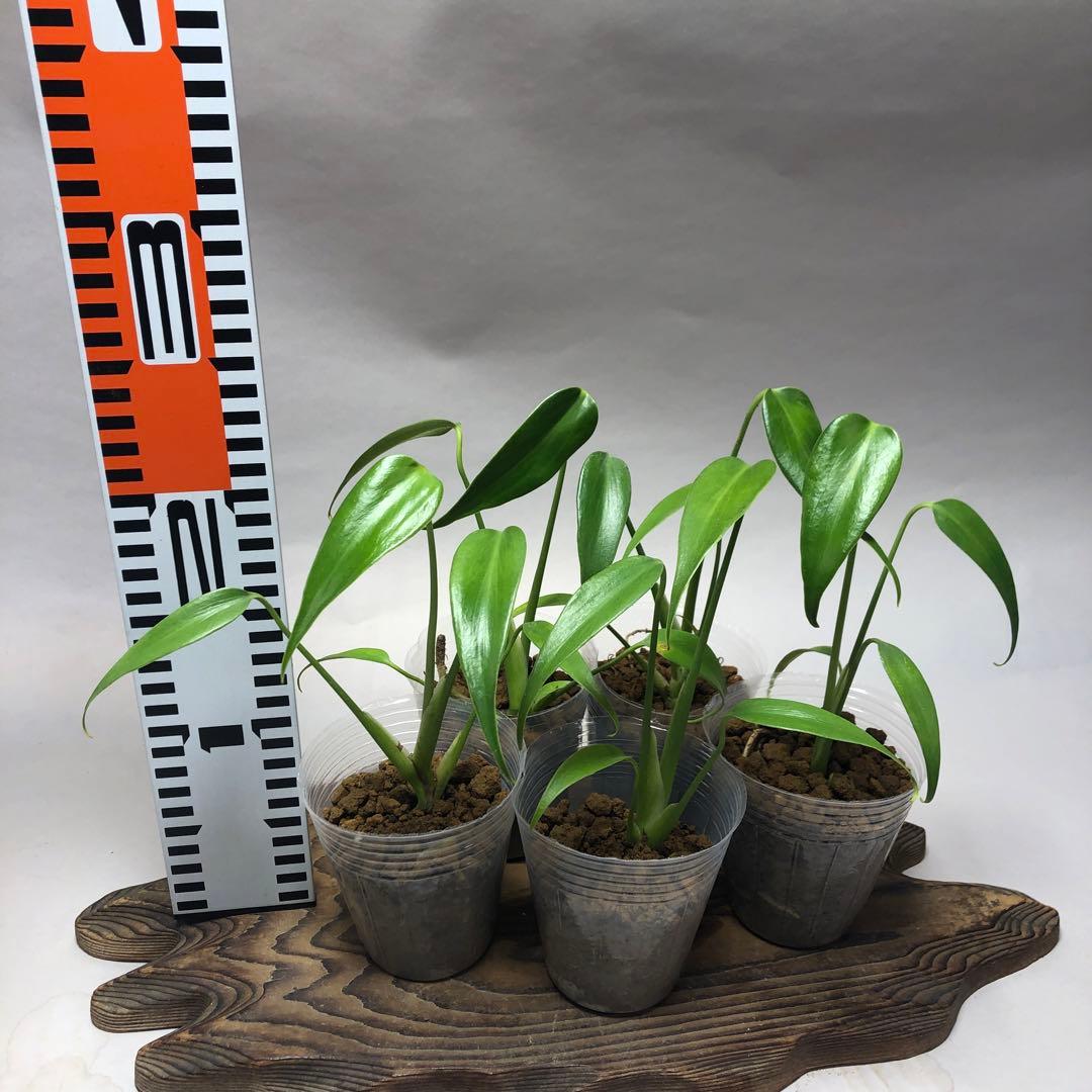 MS59 5株セットモンステラ バールマルクスフレーム