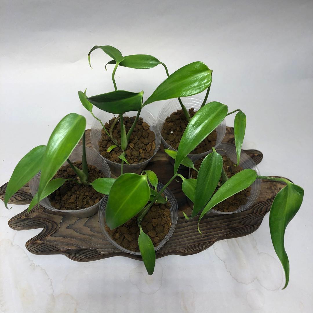 MS59 5株セットモンステラ バールマルクスフレーム