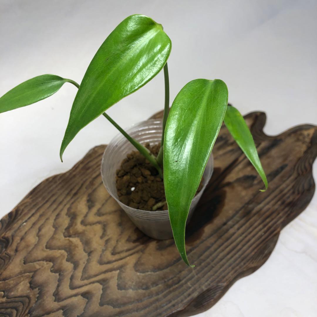 MS59 5株セットモンステラ バールマルクスフレーム