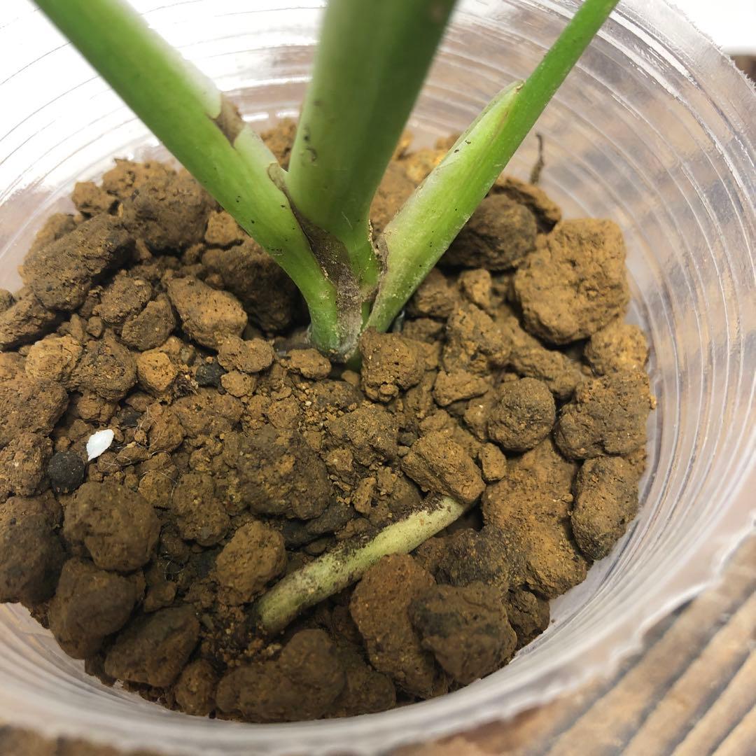 MS59 5株セットモンステラ バールマルクスフレーム