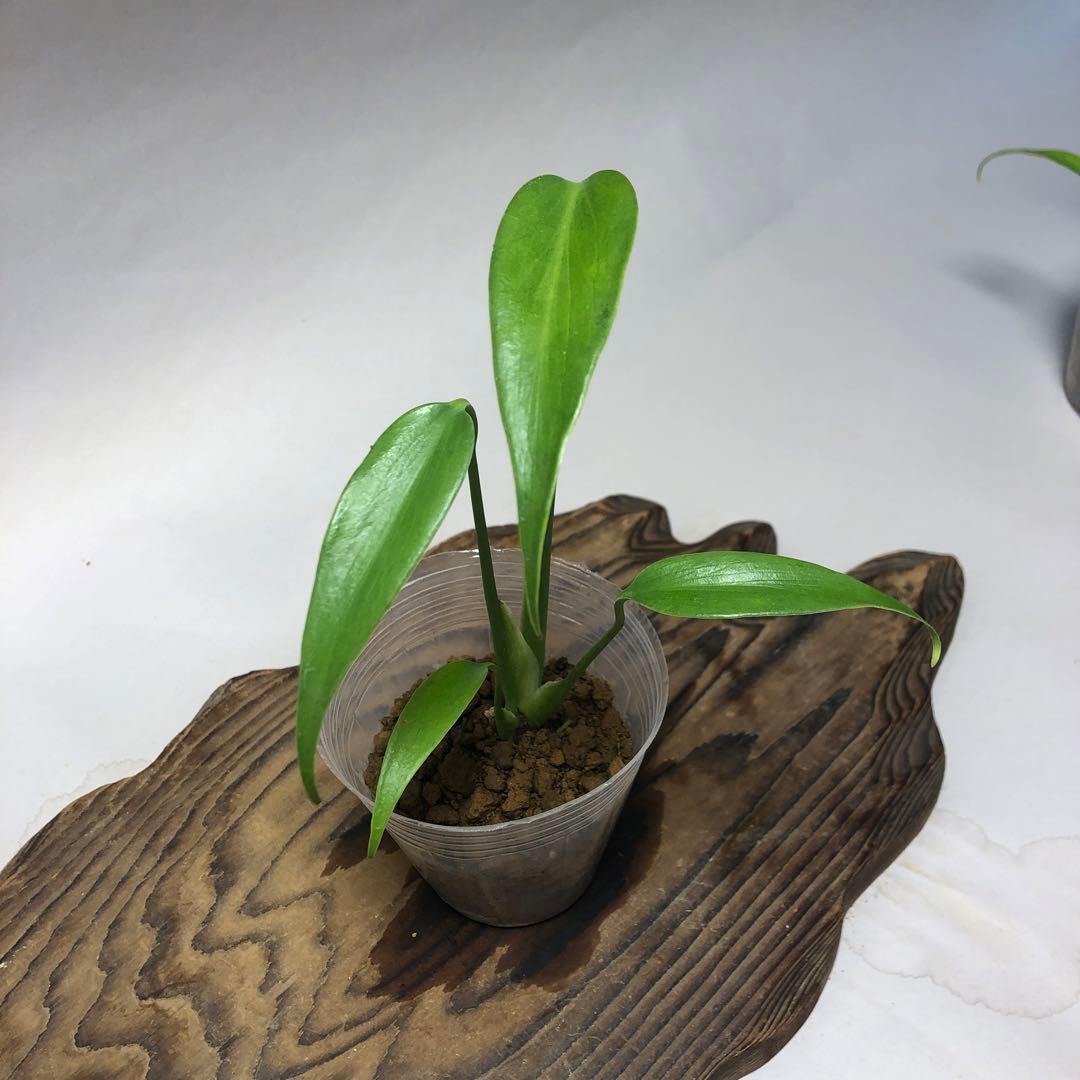 MS59 5株セットモンステラ バールマルクスフレーム