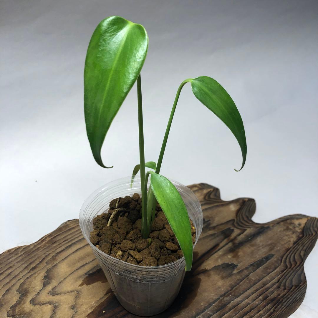 MS59 5株セットモンステラ バールマルクスフレーム