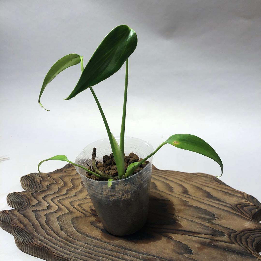 MS59 5株セットモンステラ バールマルクスフレーム