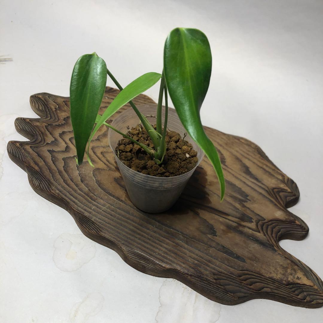 MS59 5株セットモンステラ バールマルクスフレーム