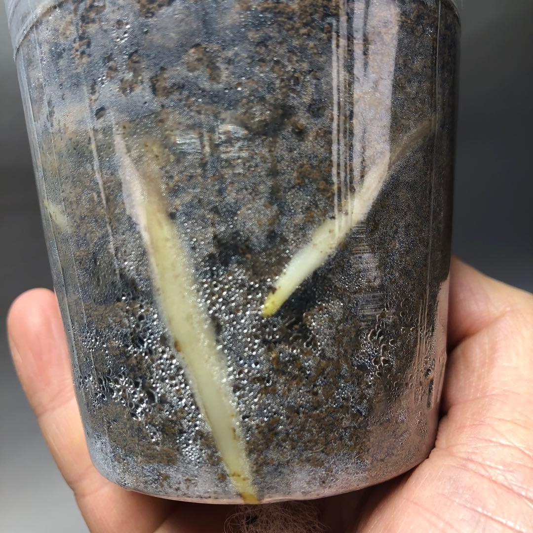 MS59 5株セットモンステラ バールマルクスフレーム