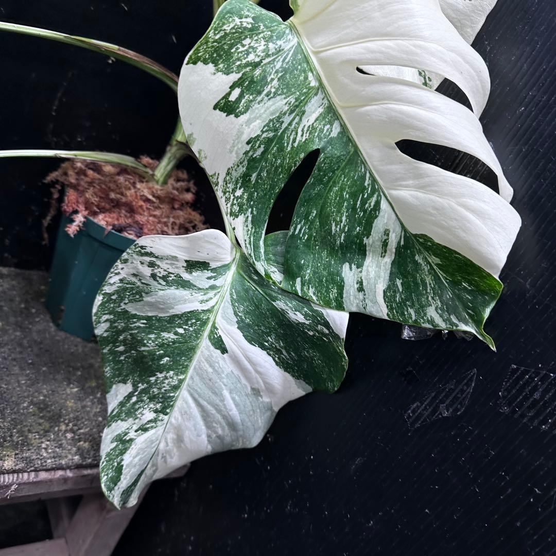 V*d様 斑入りモンステラ ホワイトタイガー極美大株65cm白斑多