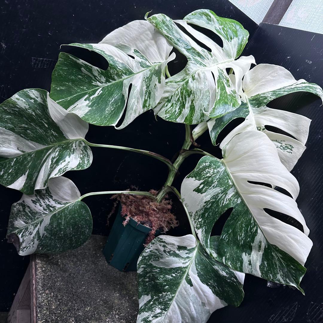 V*d様 斑入りモンステラ ホワイトタイガー極美大株65cm白斑多