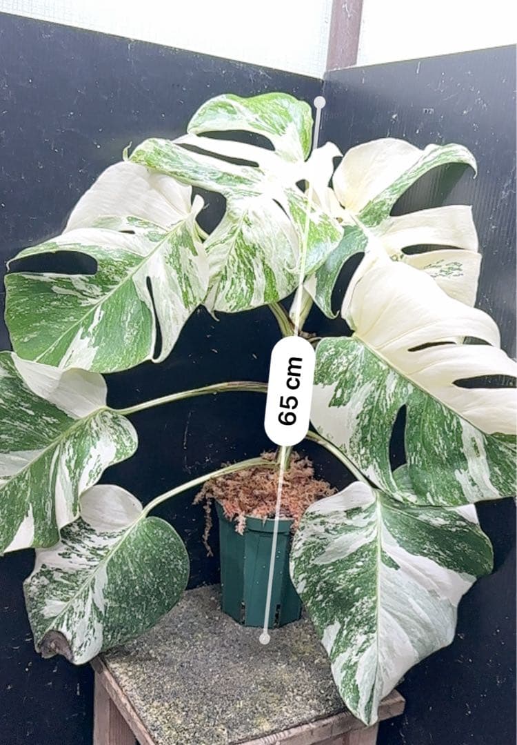 V*d様 斑入りモンステラ ホワイトタイガー極美大株65cm白斑多