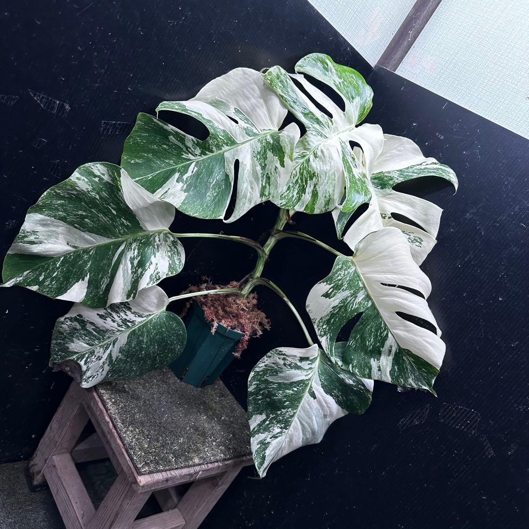 V*d様 斑入りモンステラ ホワイトタイガー極美大株65cm白斑多