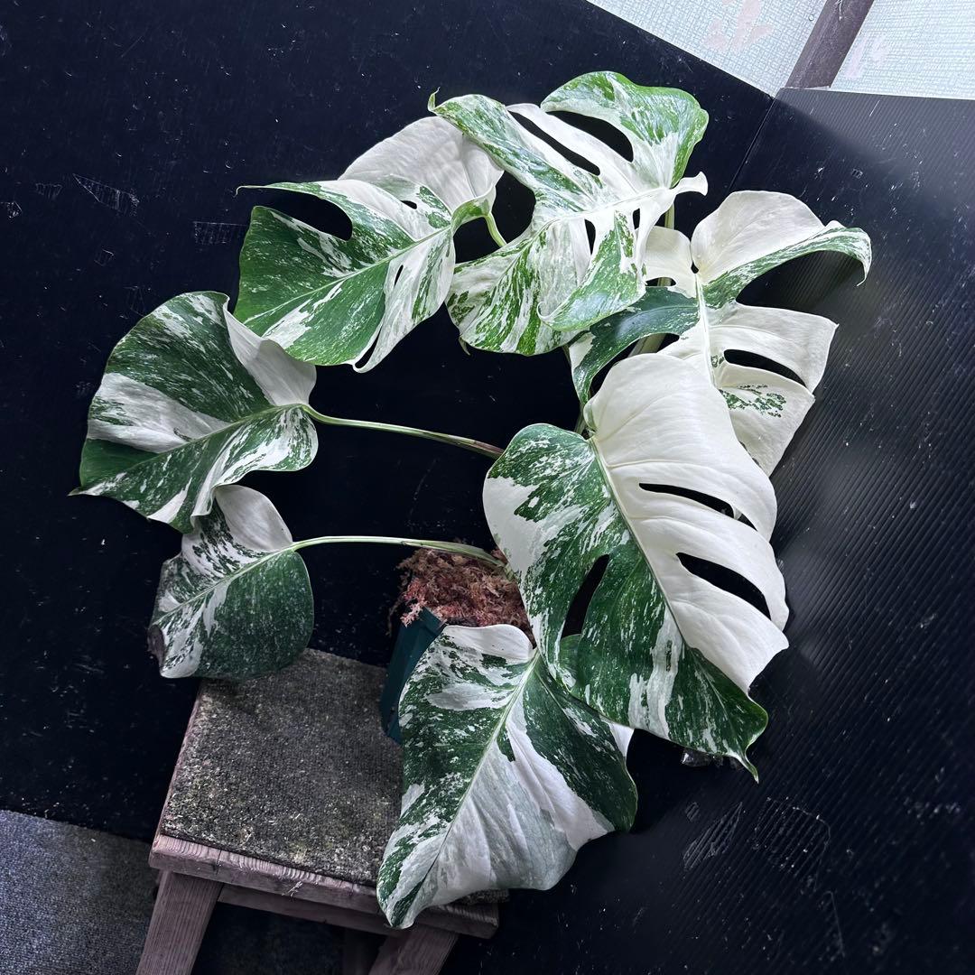 V*d様 斑入りモンステラ ホワイトタイガー極美大株65cm白斑多