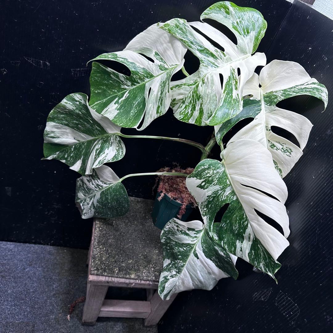 V*d様 斑入りモンステラ ホワイトタイガー極美大株65cm白斑多