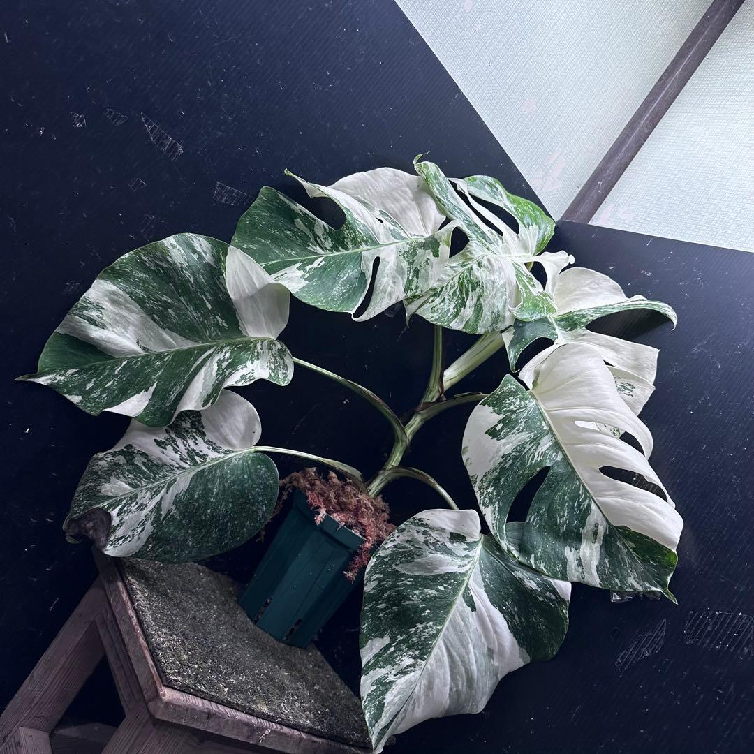 V*d様 斑入りモンステラ ホワイトタイガー極美大株65cm白斑多