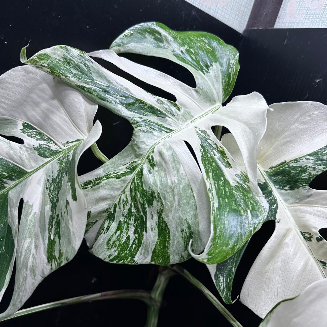V*d様 斑入りモンステラ ホワイトタイガー極美大株65cm白斑多