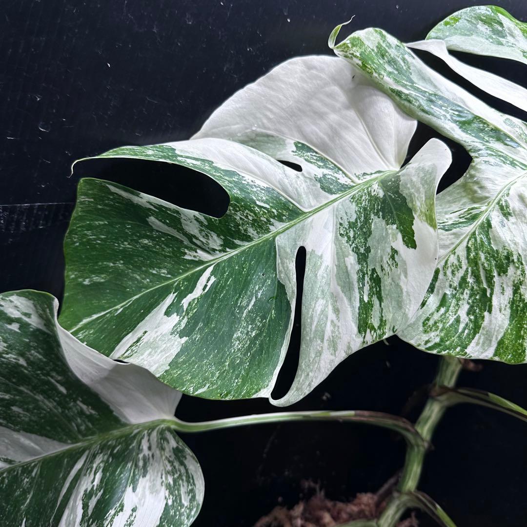 V*d様 斑入りモンステラ ホワイトタイガー極美大株65cm白斑多