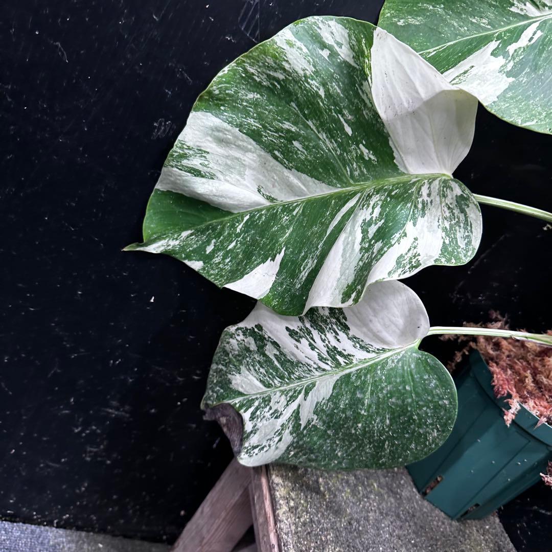 V*d様 斑入りモンステラ ホワイトタイガー極美大株65cm白斑多