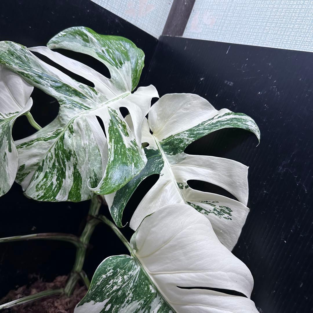 V*d様 斑入りモンステラ ホワイトタイガー極美大株65cm白斑多