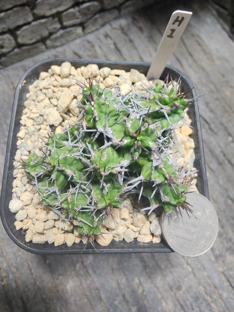 ユーフォルビア　mitriformis H1