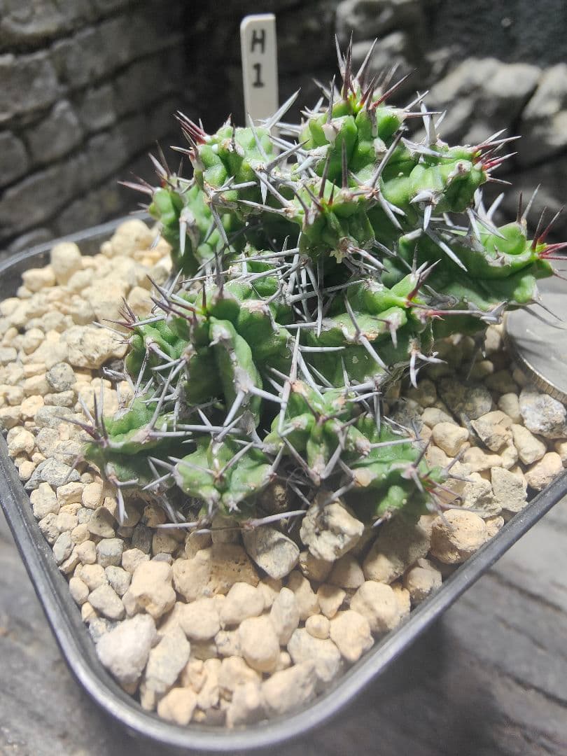 ユーフォルビア　mitriformis H1