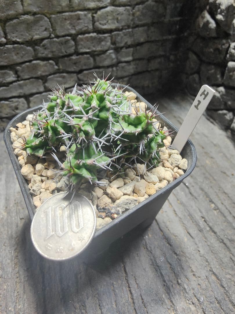 ユーフォルビア　mitriformis H1