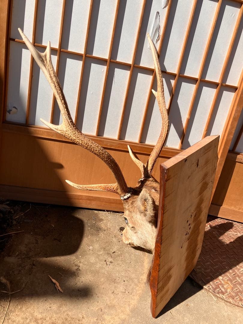 ハンティングトロフィー　壁飾り　鹿