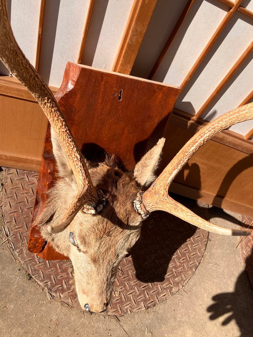 ハンティングトロフィー　壁飾り　鹿