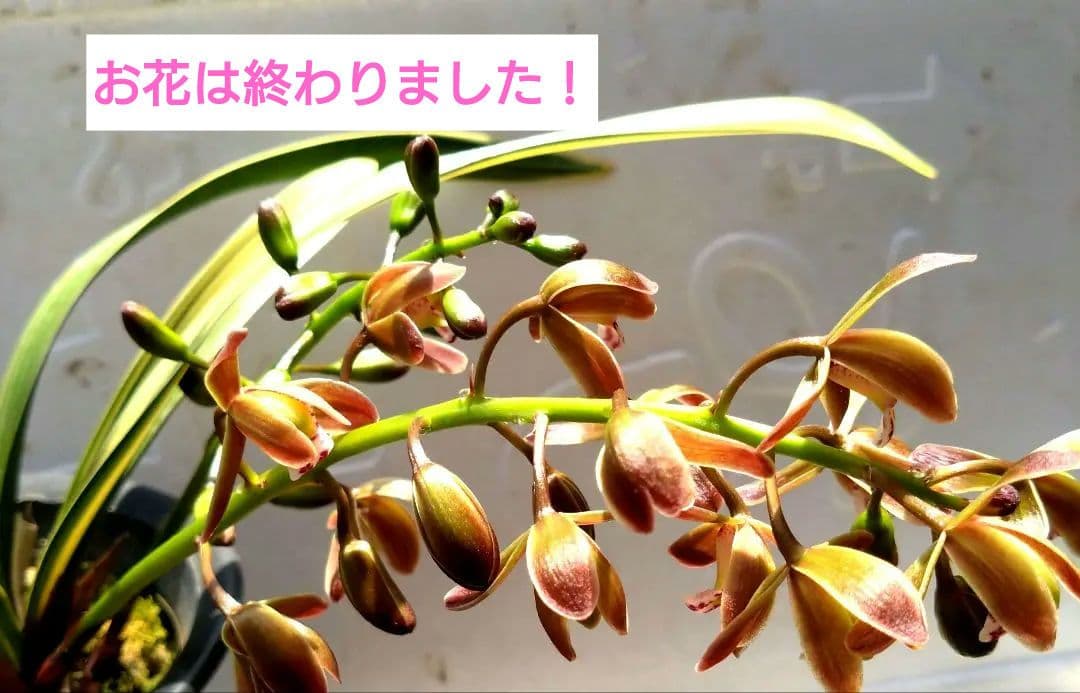 金稜辺 　キンリョウヘン　 斑入　千代田錦