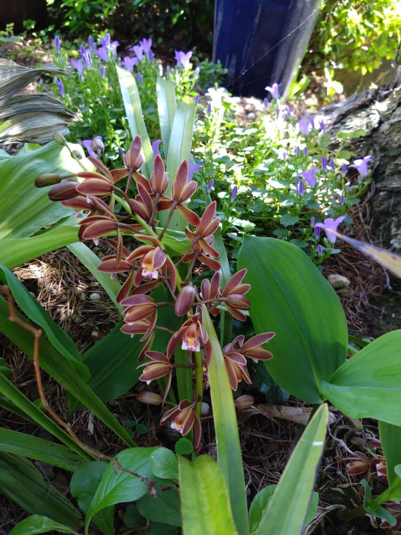 金稜辺 　キンリョウヘン　 斑入　千代田錦