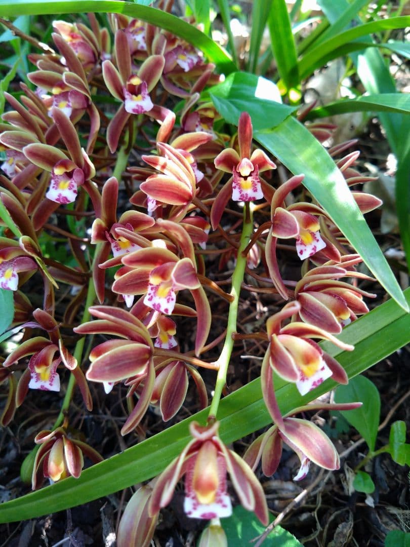 金稜辺 　キンリョウヘン　 斑入　千代田錦