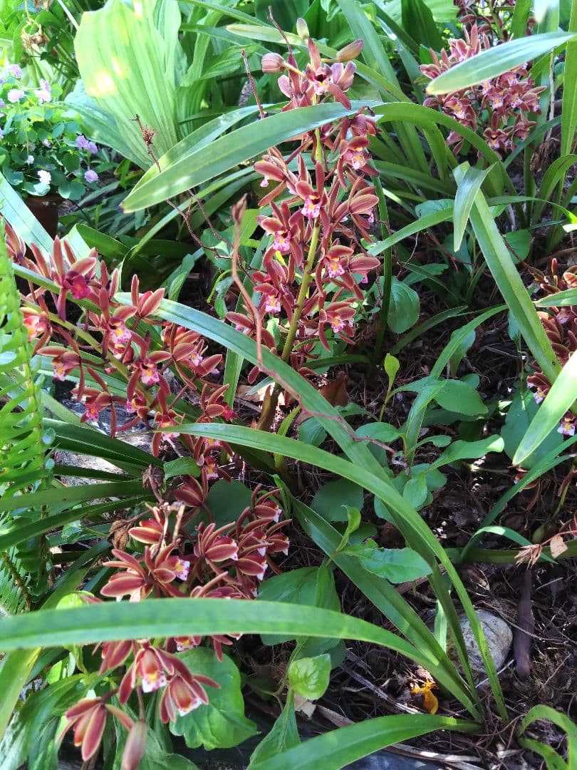 金稜辺 　キンリョウヘン　 斑入　千代田錦