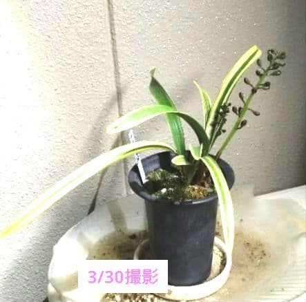 金稜辺 　キンリョウヘン　 斑入　千代田錦