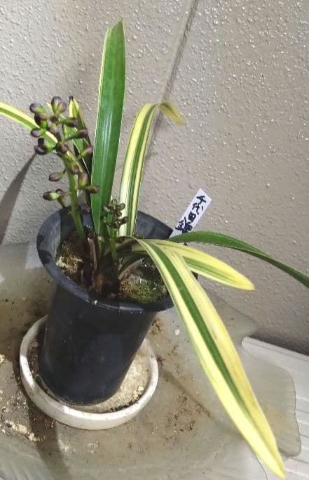 金稜辺 　キンリョウヘン　 斑入　千代田錦