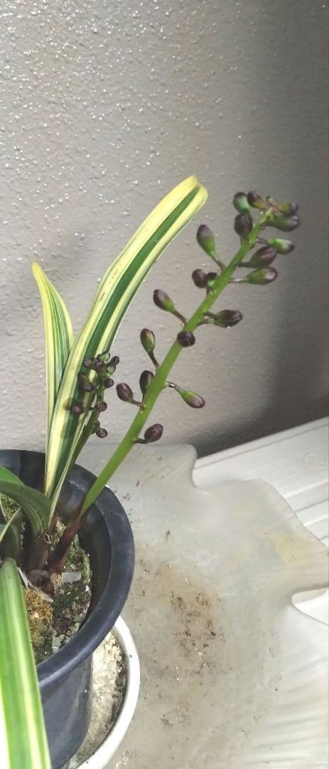 金稜辺 　キンリョウヘン　 斑入　千代田錦