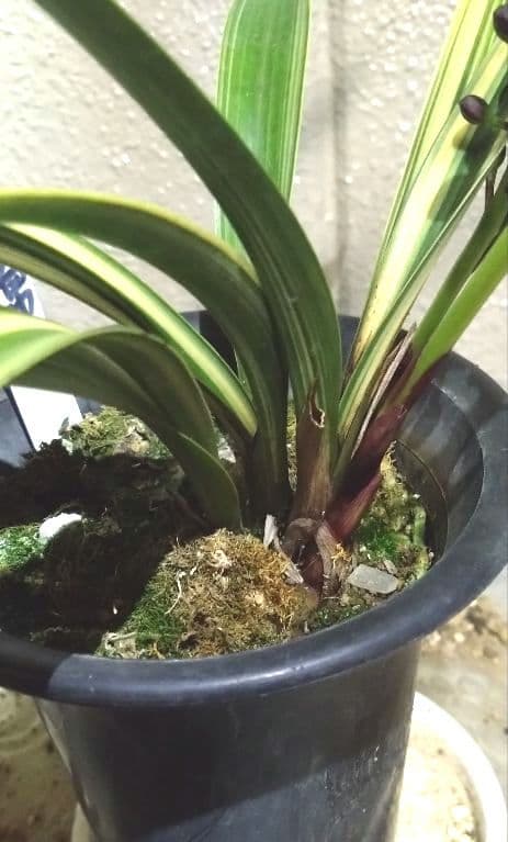 金稜辺 　キンリョウヘン　 斑入　千代田錦