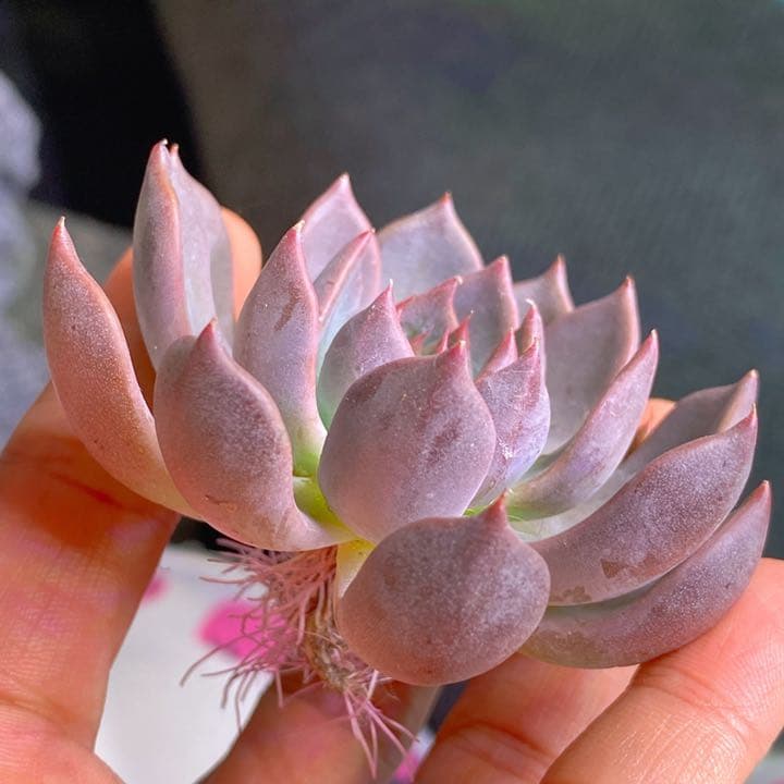 美苗マジックフルート　レア種