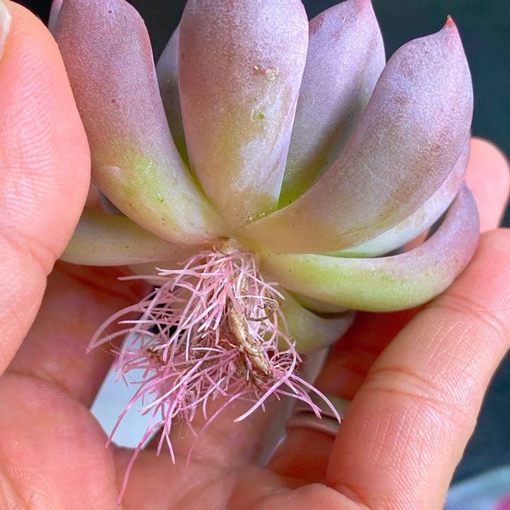 美苗マジックフルート　レア種