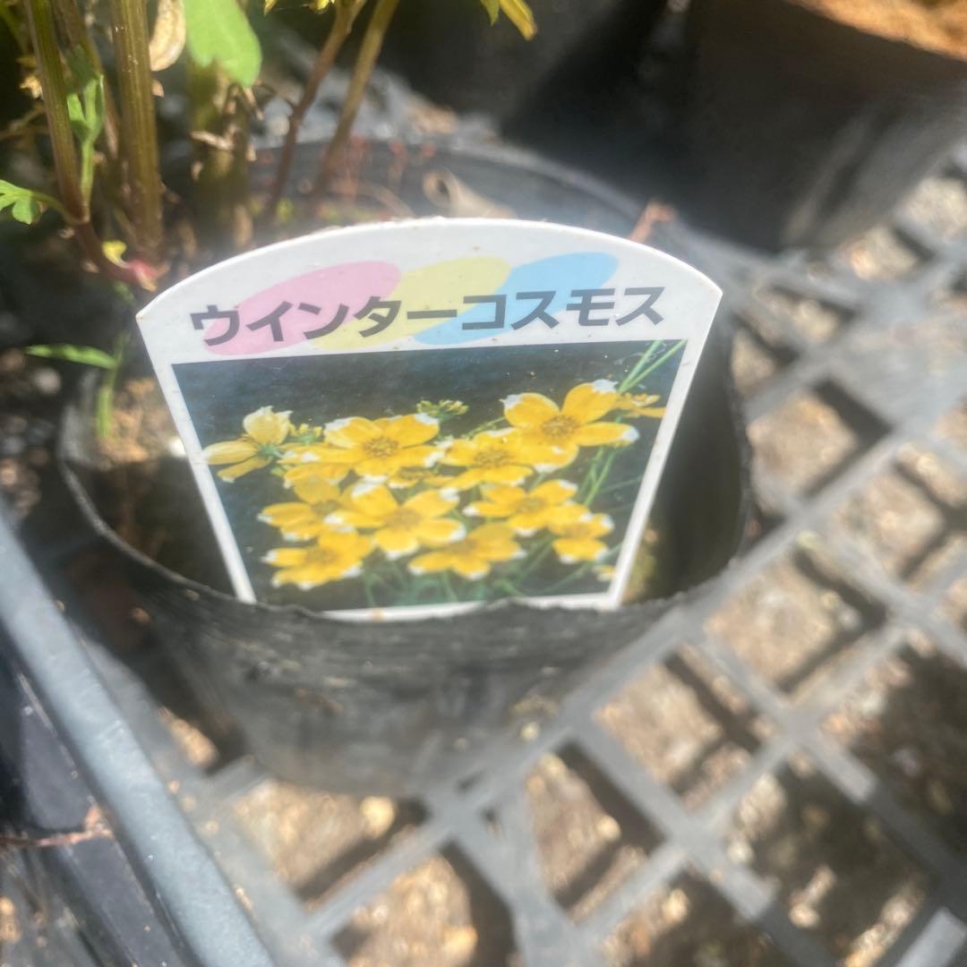 宿根コスモス類問い合わせ