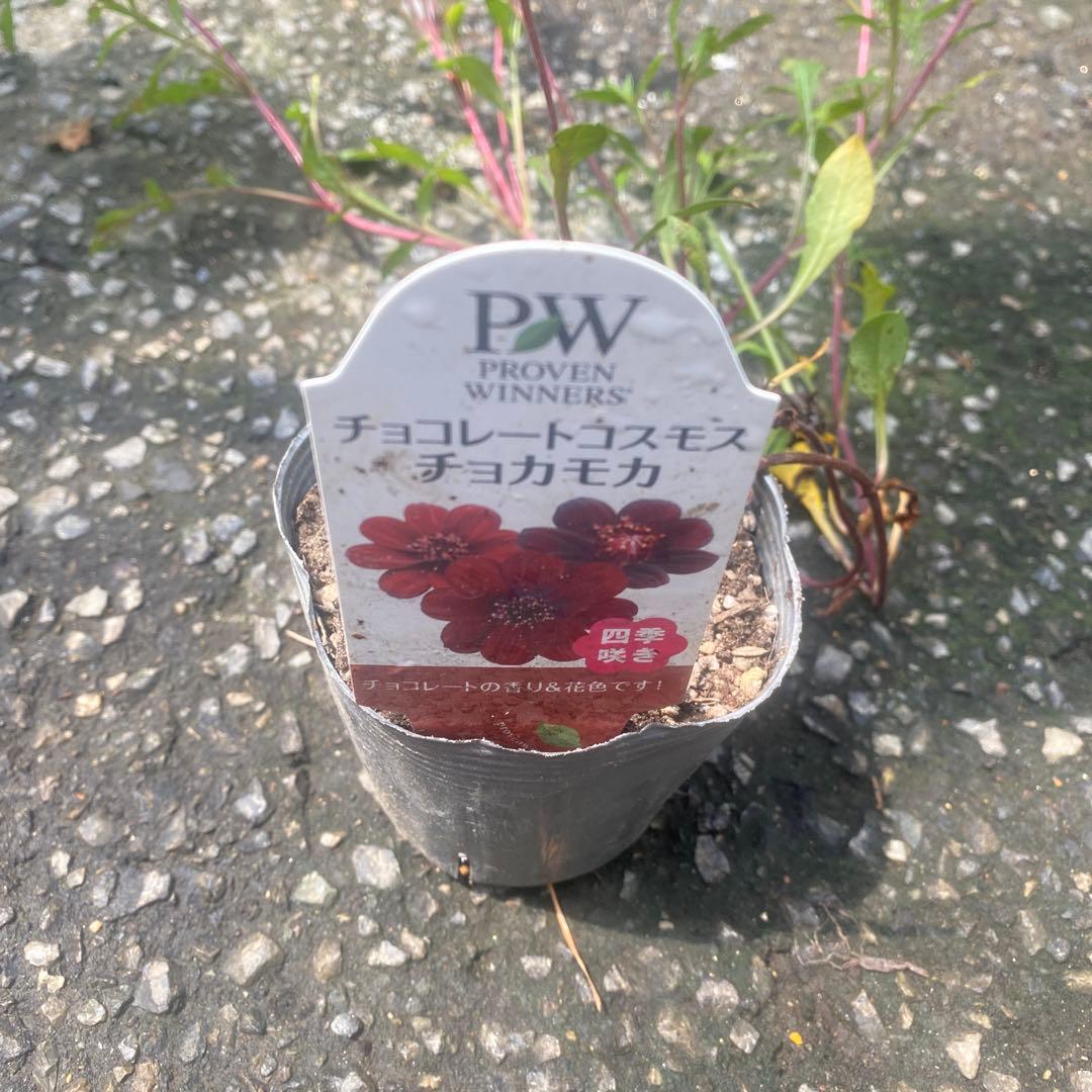 宿根コスモス類問い合わせ