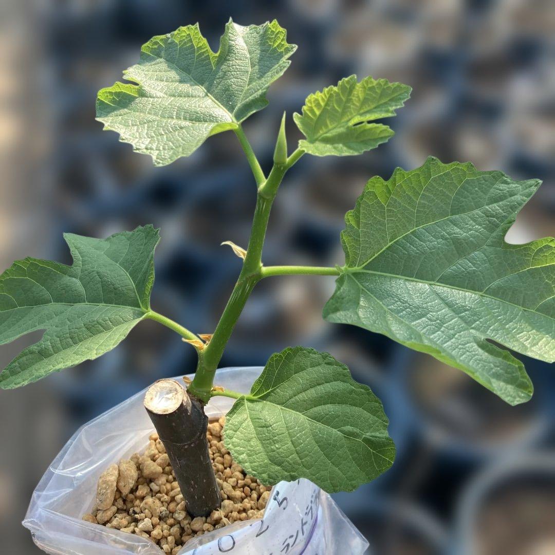 D いちじく苗木セットJamal Al Asfar他計６株セット