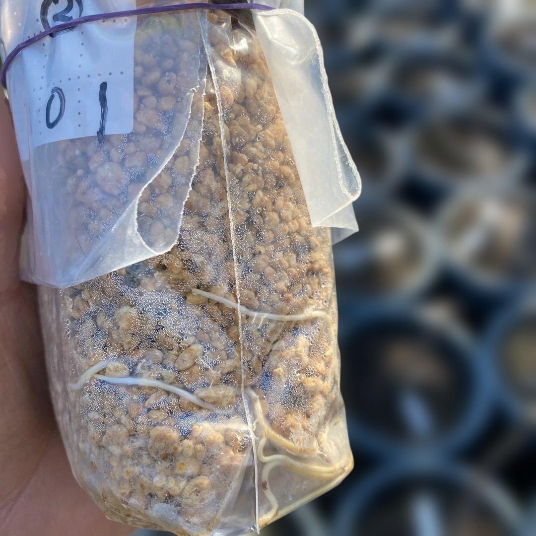 D いちじく苗木セットJamal Al Asfar他計６株セット