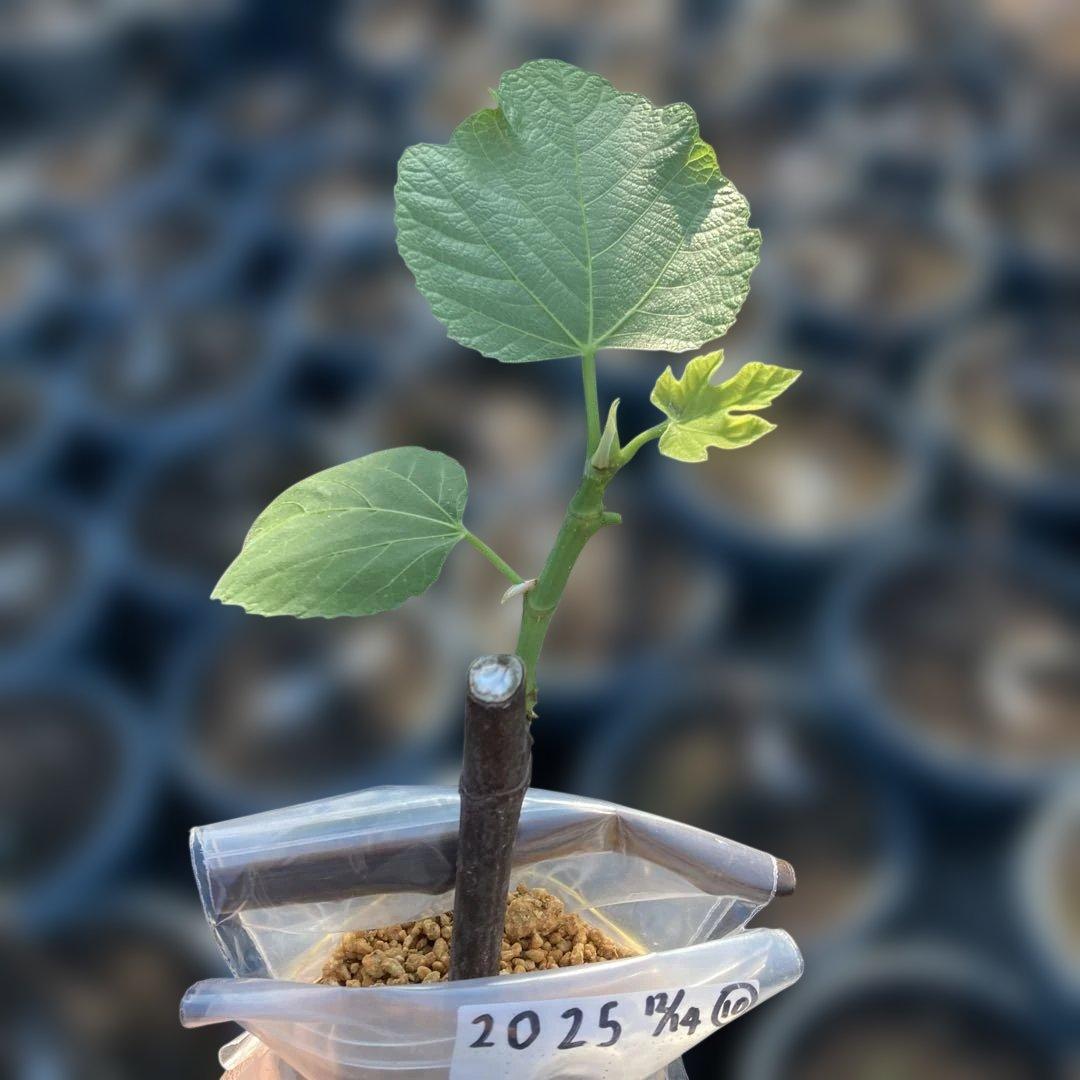 D いちじく苗木セットJamal Al Asfar他計６株セット