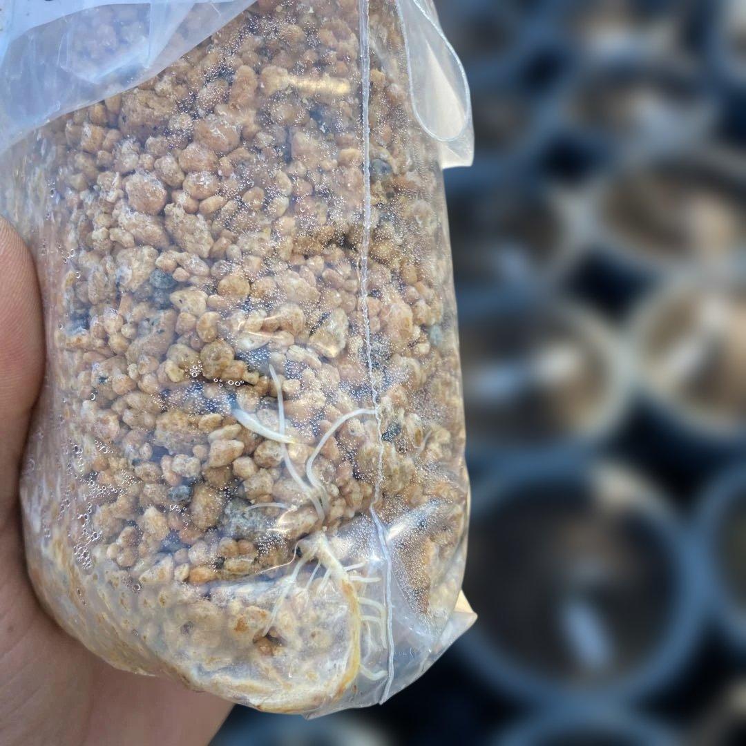 D いちじく苗木セットJamal Al Asfar他計６株セット