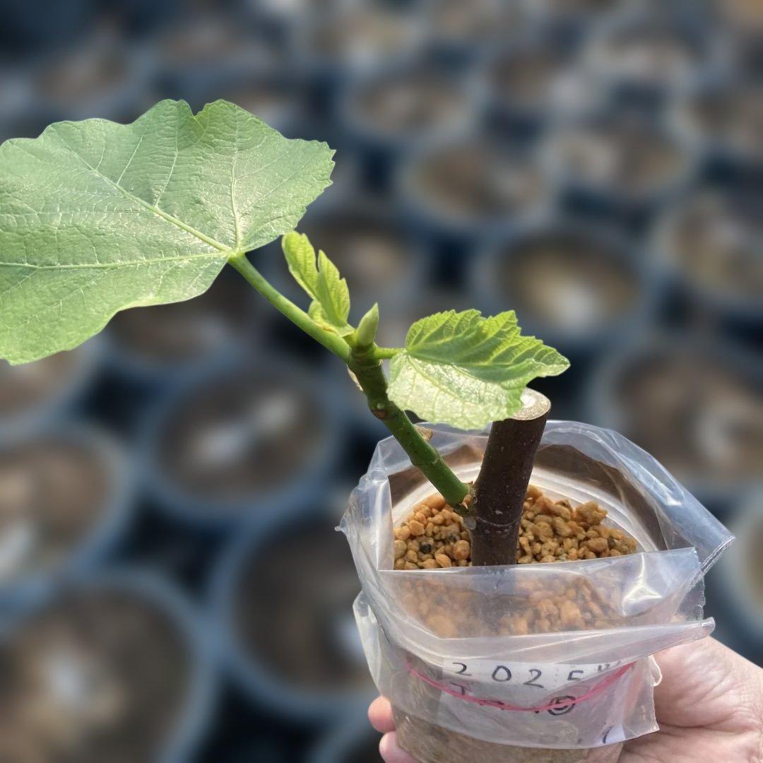 D いちじく苗木セットJamal Al Asfar他計６株セット