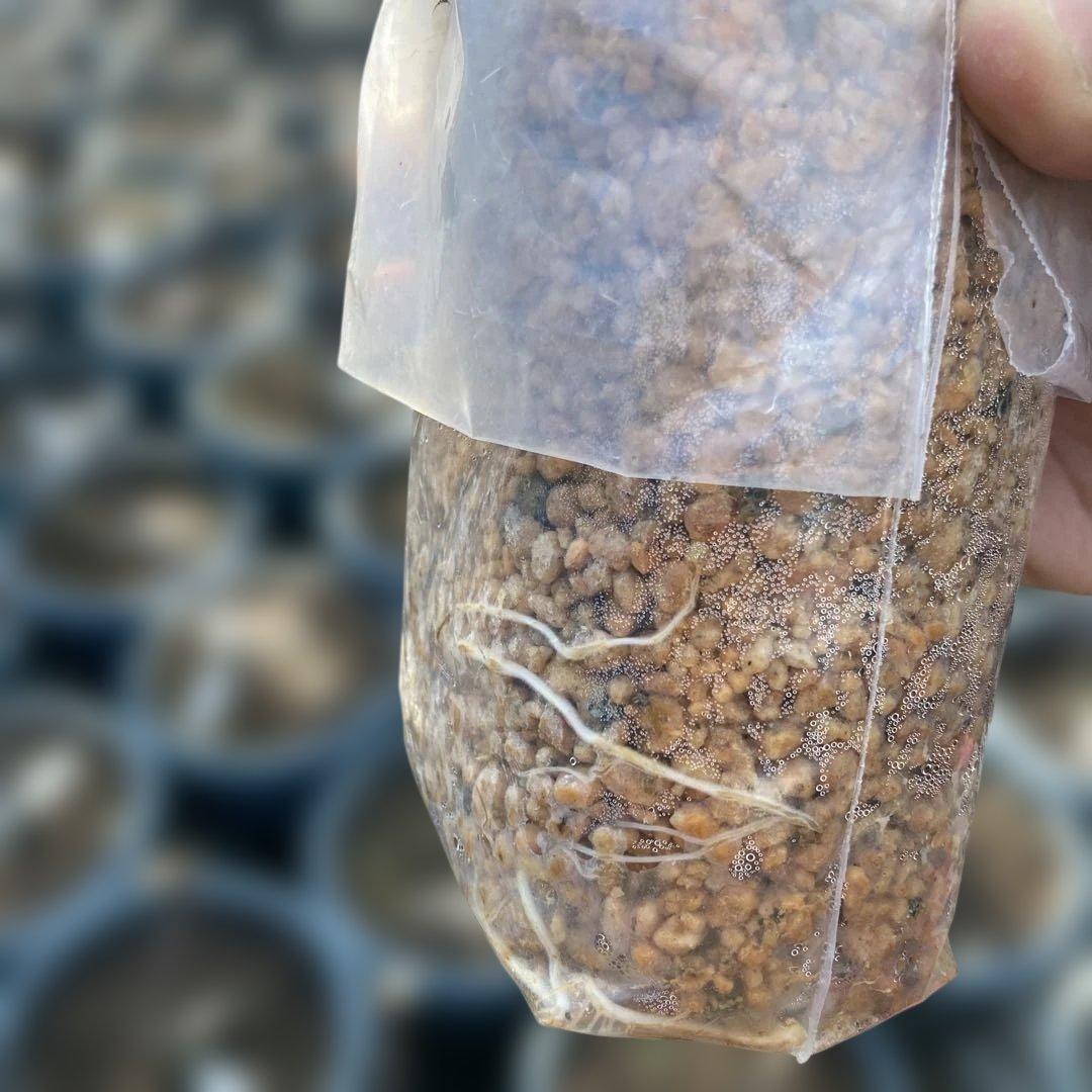 D いちじく苗木セットJamal Al Asfar他計６株セット