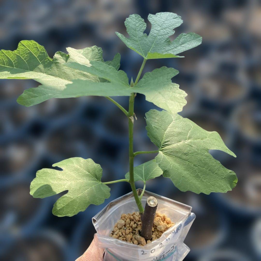 D いちじく苗木セットJamal Al Asfar他計６株セット