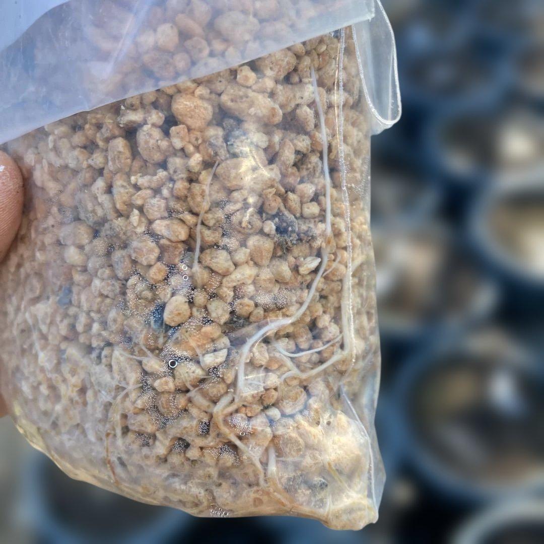 D いちじく苗木セットJamal Al Asfar他計６株セット