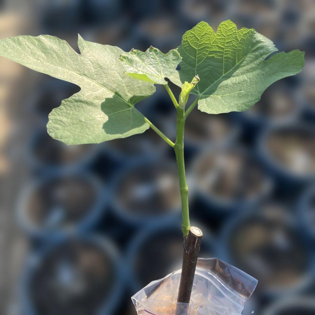 D いちじく苗木セットJamal Al Asfar他計６株セット