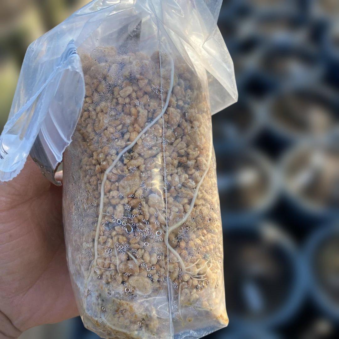 D いちじく苗木セットJamal Al Asfar他計６株セット